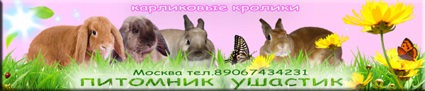 Декоративные и карликовые кролики. Питомник Ушастик: у нас Вы можете купить кролика, крольчонка, узнать как за ним ухаживать, кормить, разводить, дать
объявление о кроликах, форум о декоративных кроликах с полезными советами и многое другое
