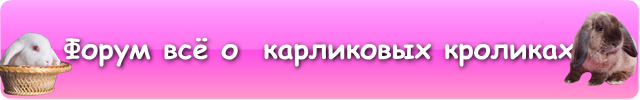 Форум о карликовых и декоративных кроликах:на форуме Вы можете приобрести крольчонка,узнать как за ним ухаживать,кормить,разводить,дать объявление, и многое другое