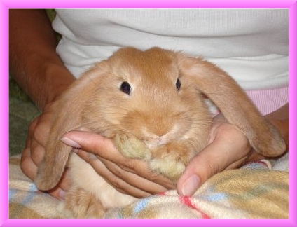 Карликовый кролик порода карликовый баран (вислоухие)