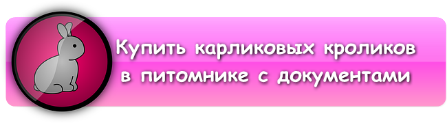 Купить карликовых кроликов в питомнике с документами